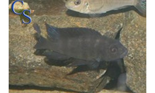 Pseudotropheus crabro